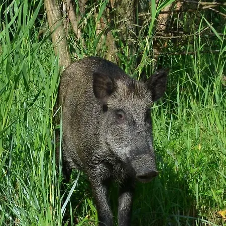 Zuraw Farm stay *